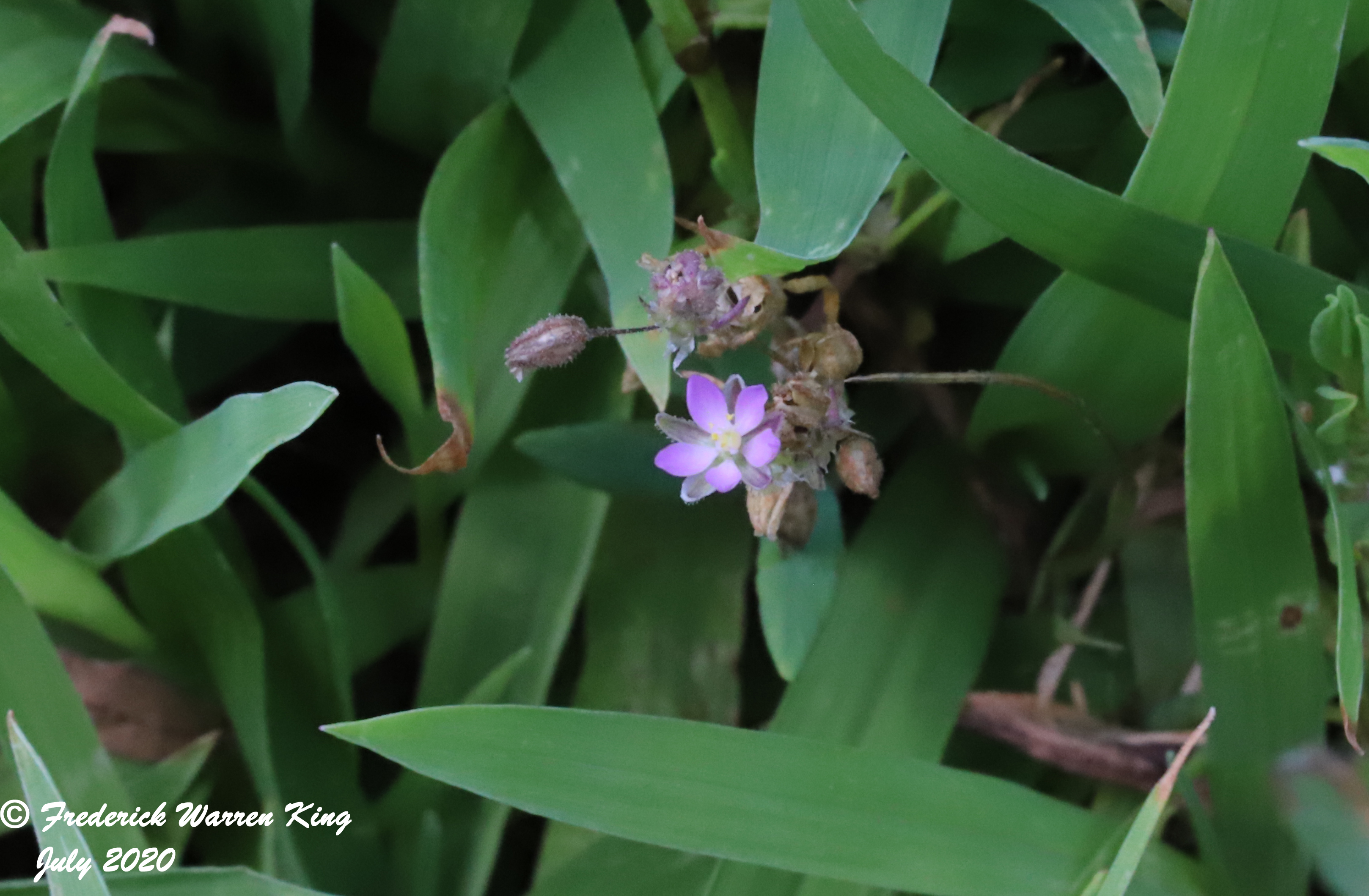 wild-flower-Spergularia-rubra-07-10-2020-IMG_4399.JPG