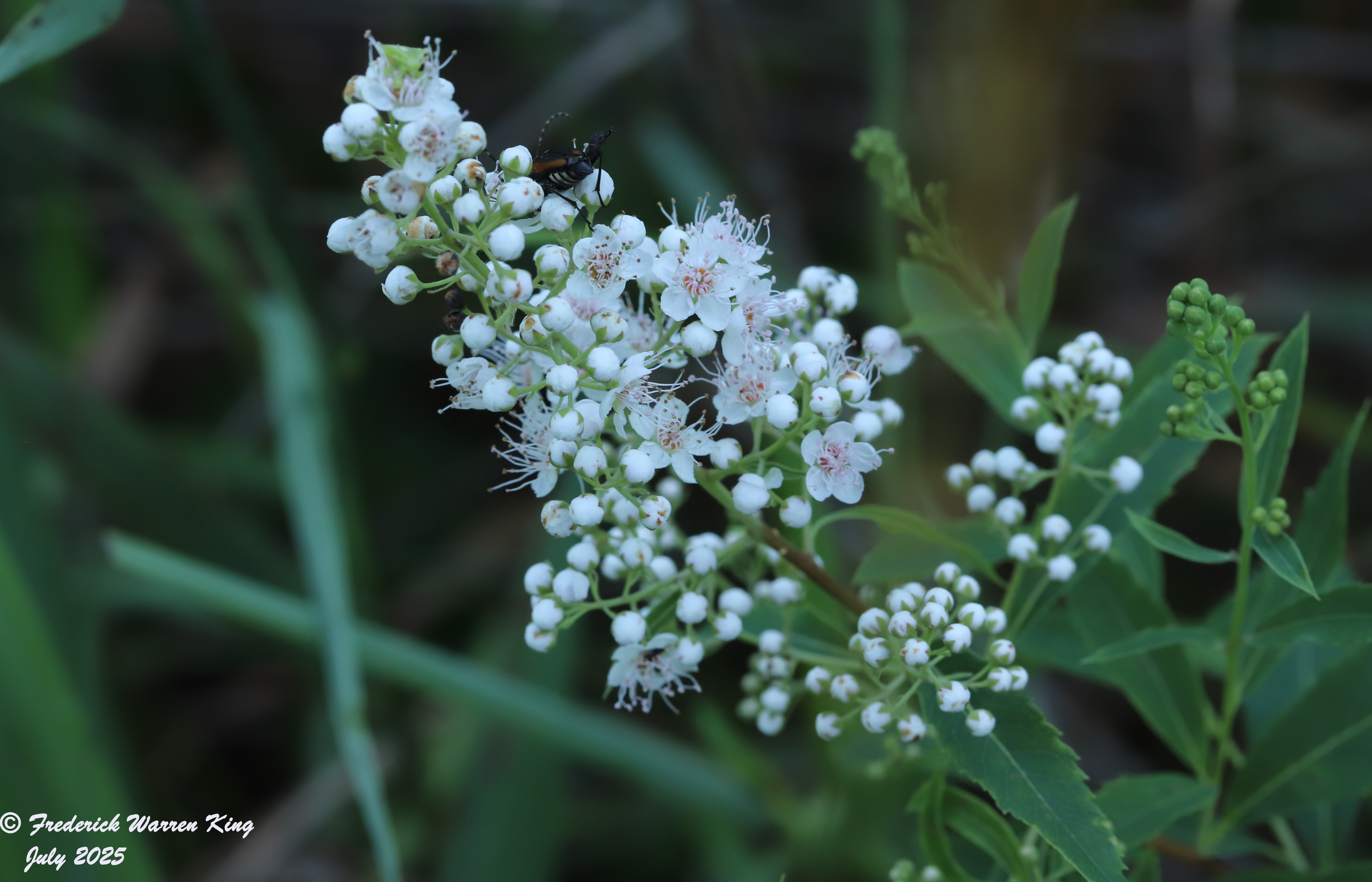 wild-flower-Spiraea-alba-07-09-2025-IMG_5356.JPG
