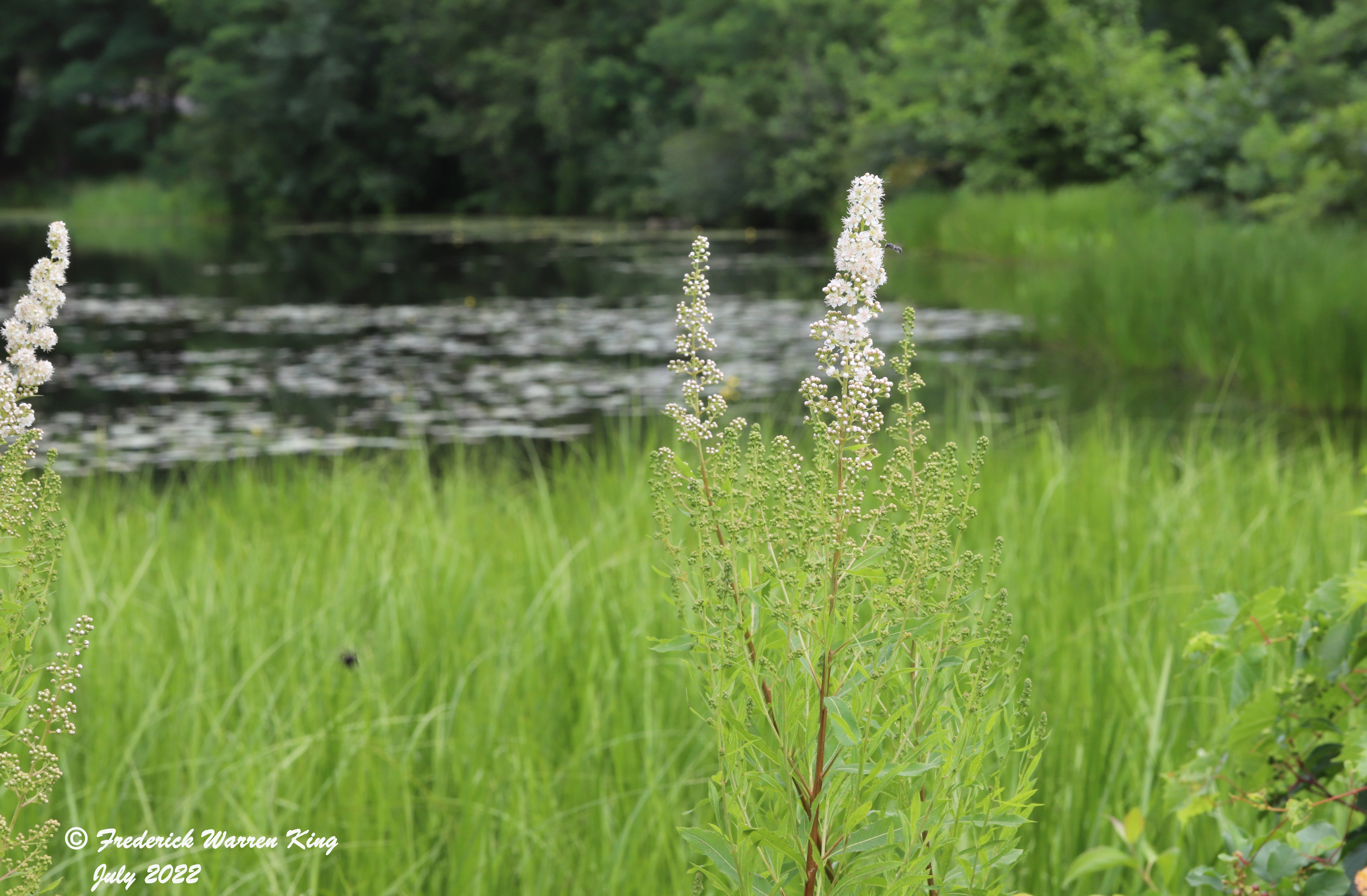 wild-flower-Spiraea-alba-07-15-2022-IMG_2790.JPG