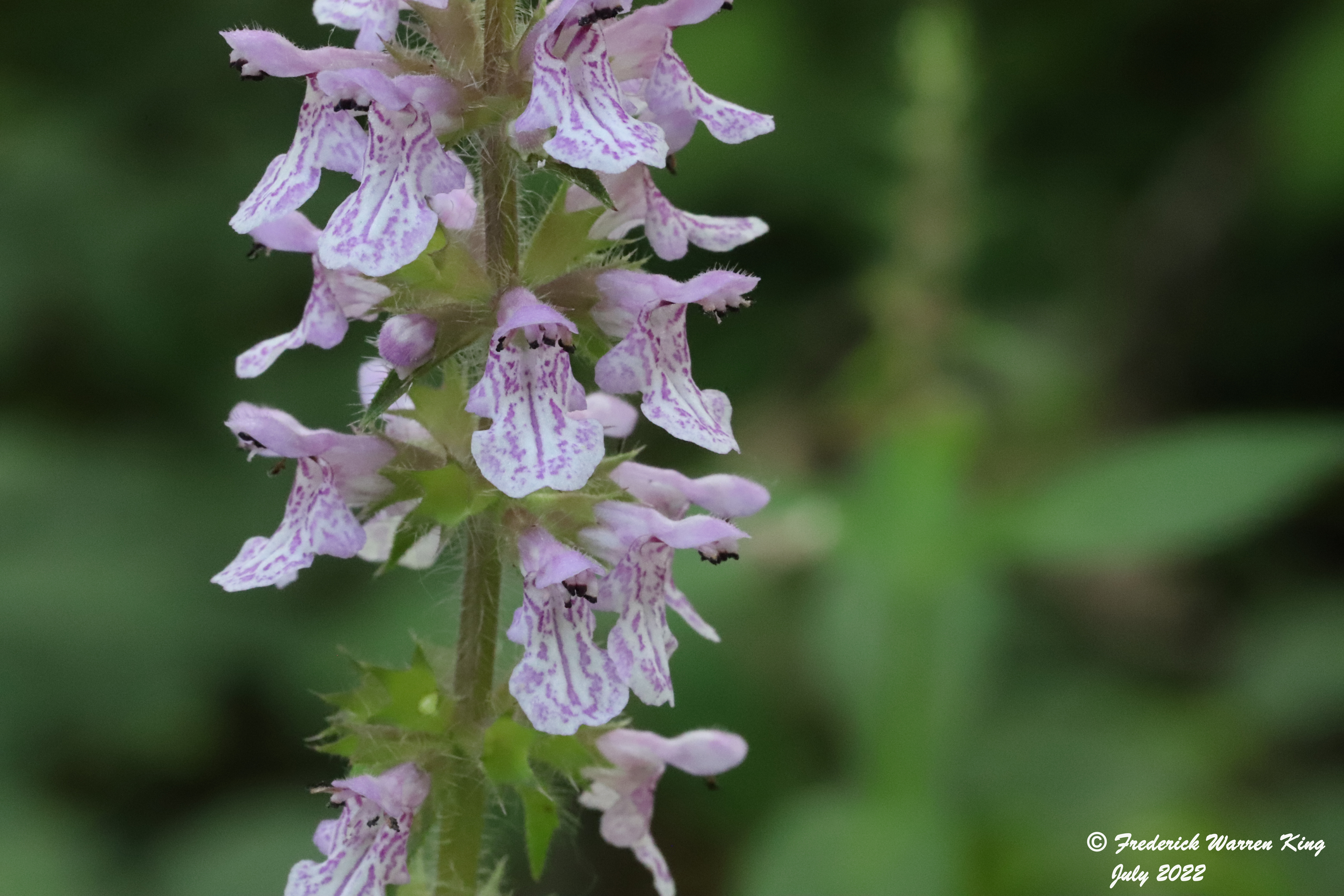 wild-flower-Stachys-hispida-07-05-2022-IMG_2394.JPG
