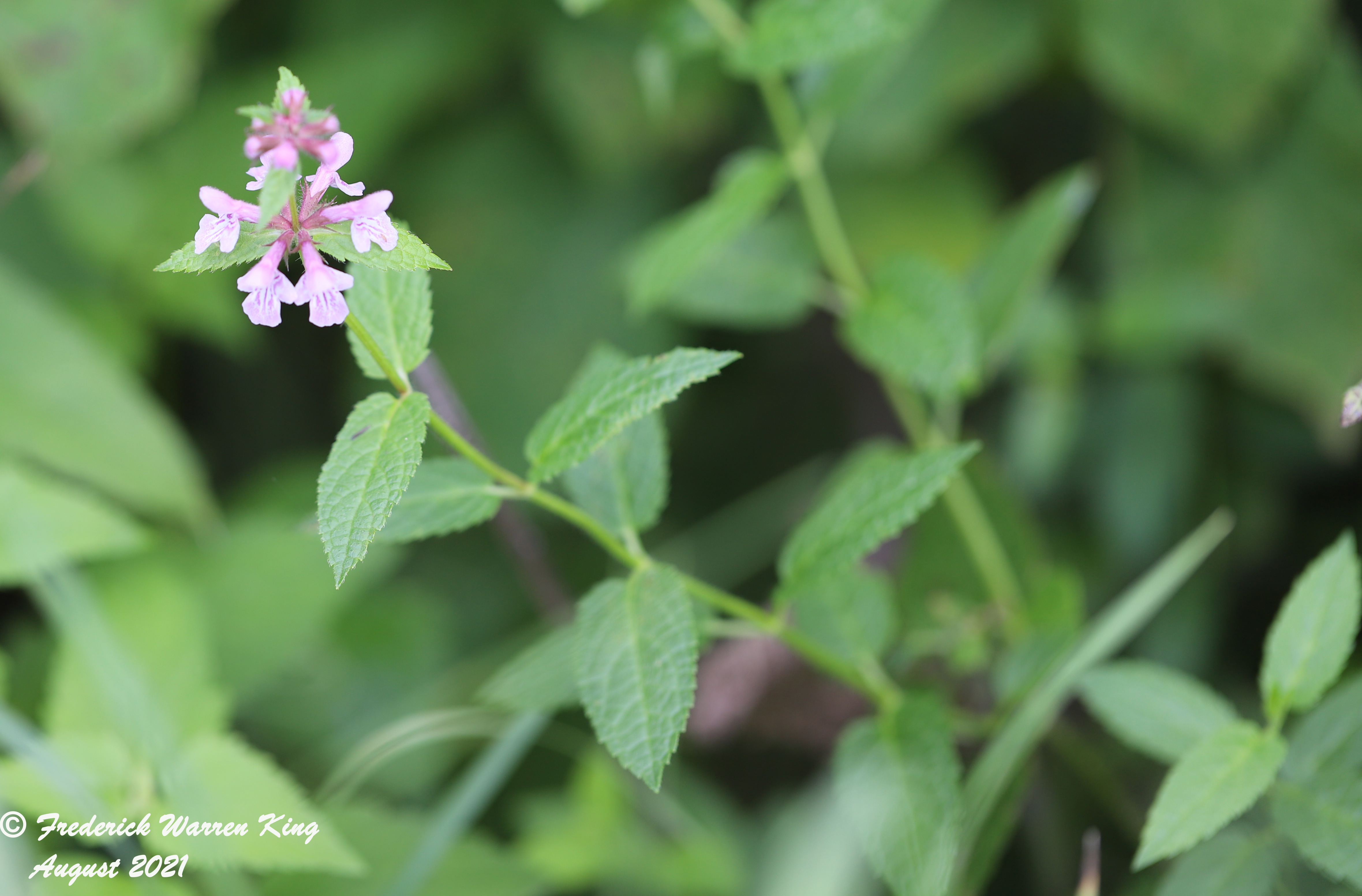 wild-flower-Stachys-tenuifolia-08-06-2021-IMG_8476.JPG