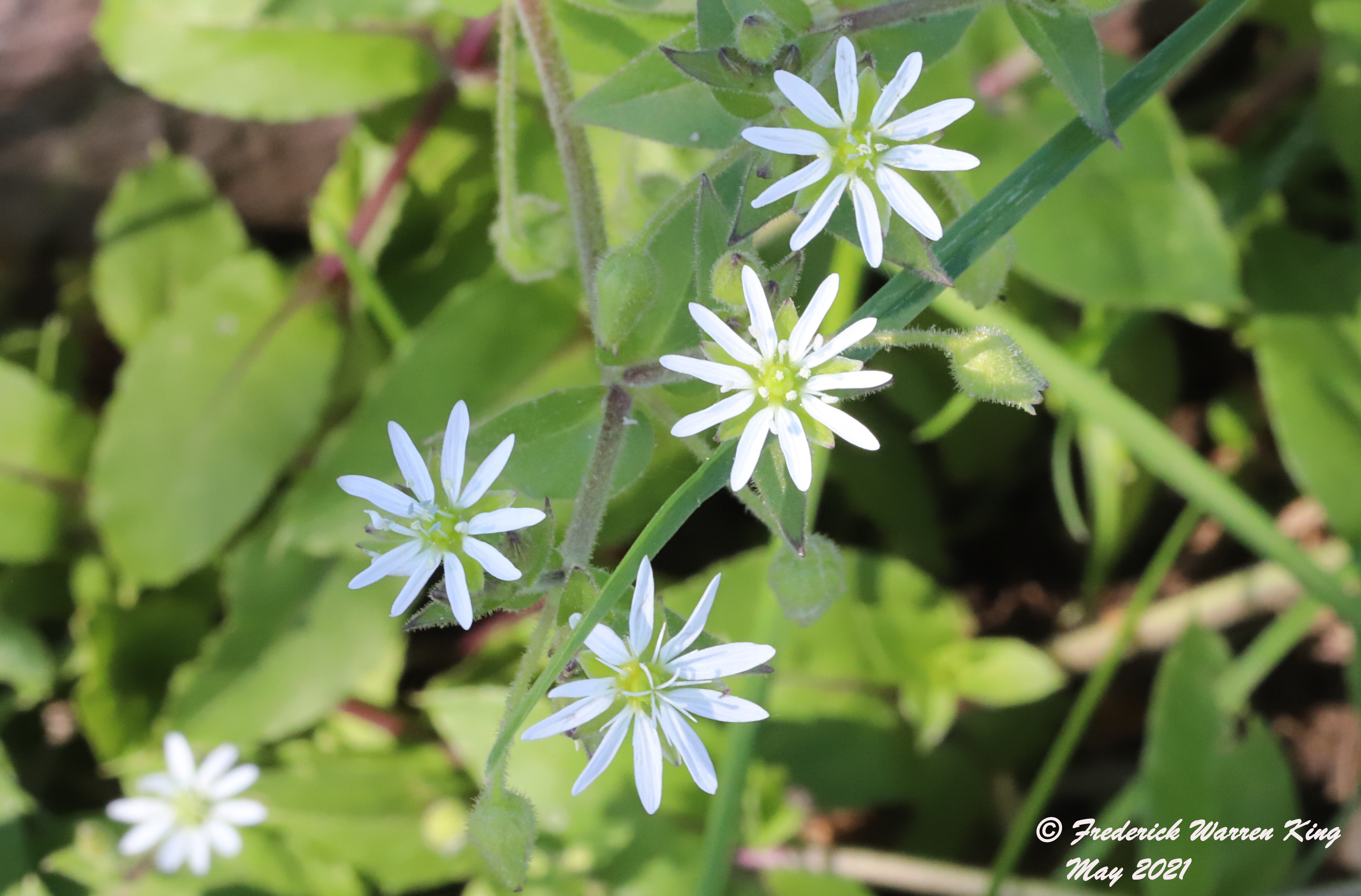 wild-flower-Stellaria-aquatica-05-28-2021-IMG_6508.JPG