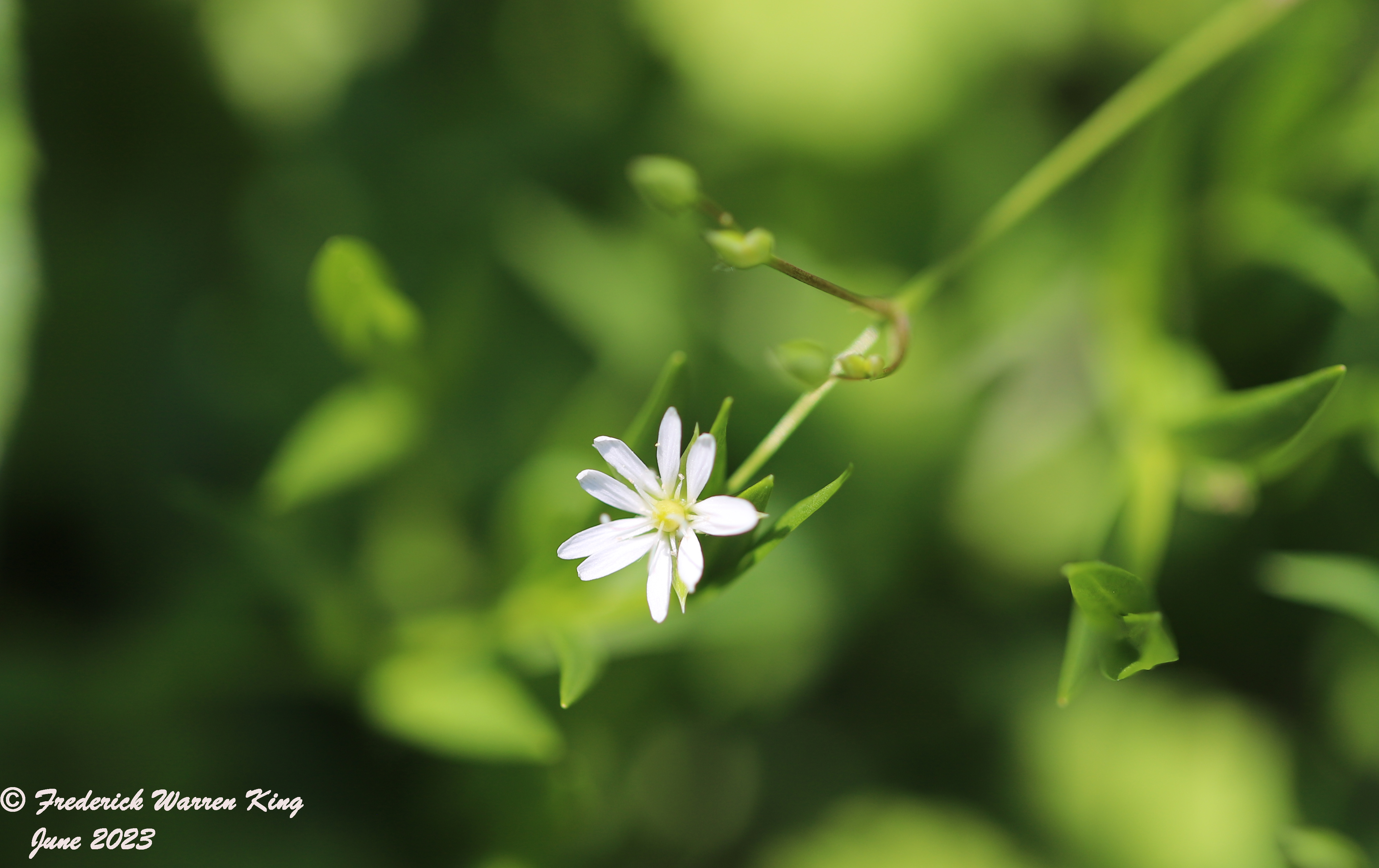 wild-flower-Stellaria-graminea-06-20-2023-IMG_6715.JPG