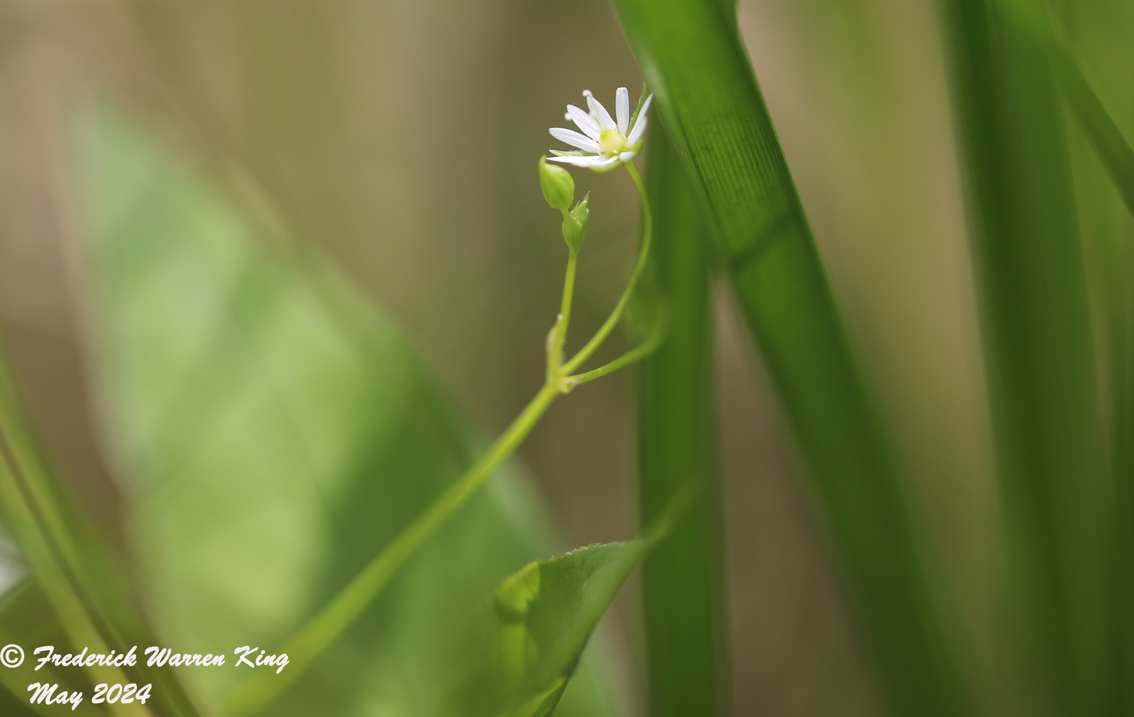 wild-flower-Stellaria-longifolia-05-20-2024-IMG_1071.JPG
