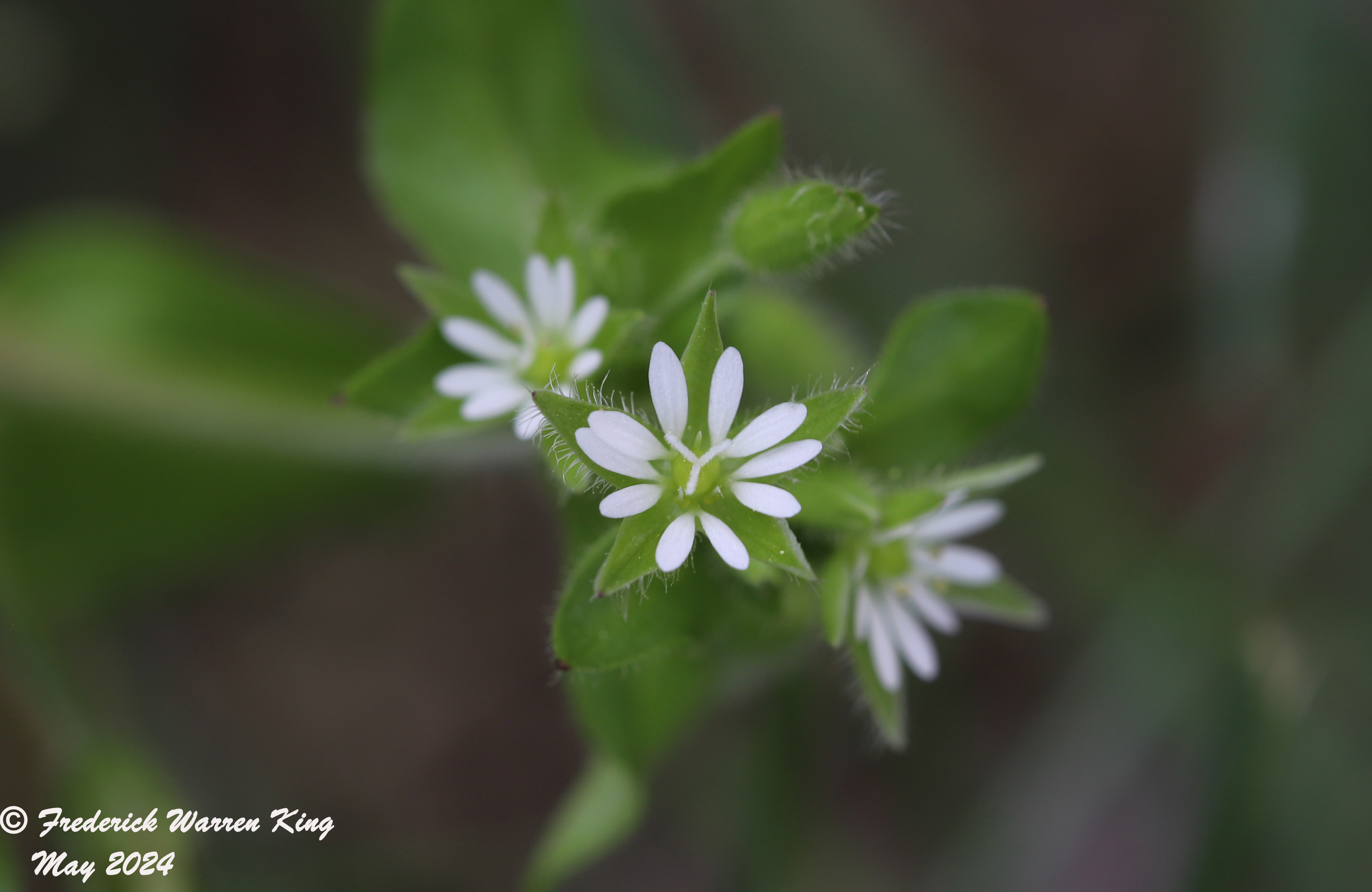 wild-flower-Stellaria-media-05-09-2024-IMG_0571.JPG