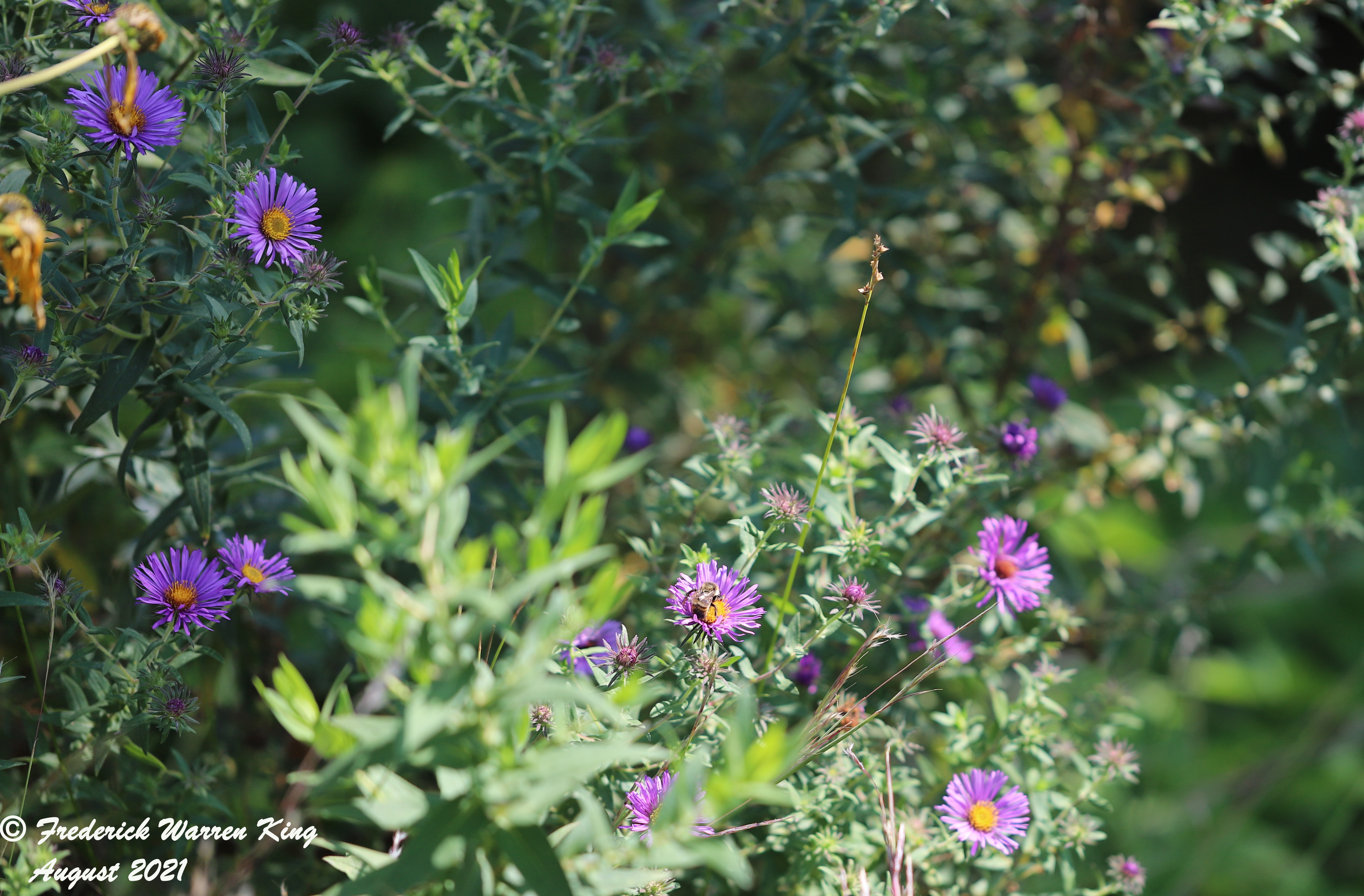 wild-flower-Symphyotrichum-novae-angliae-08-22-2021-IMG_8820.JPG