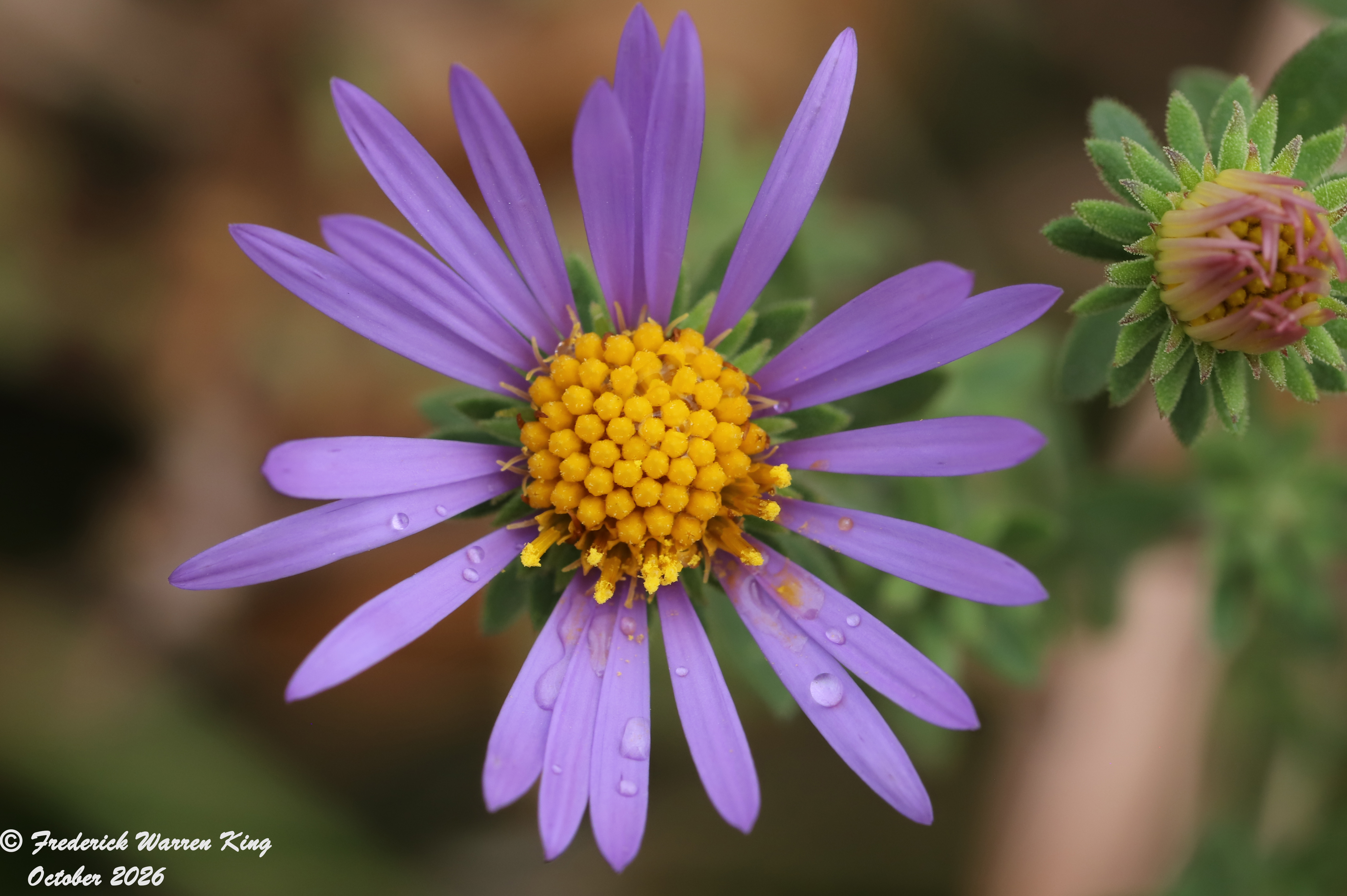 wild-flower-Symphyotrichum-oblongifolium-10-26-2026-IMG_6553.JPG