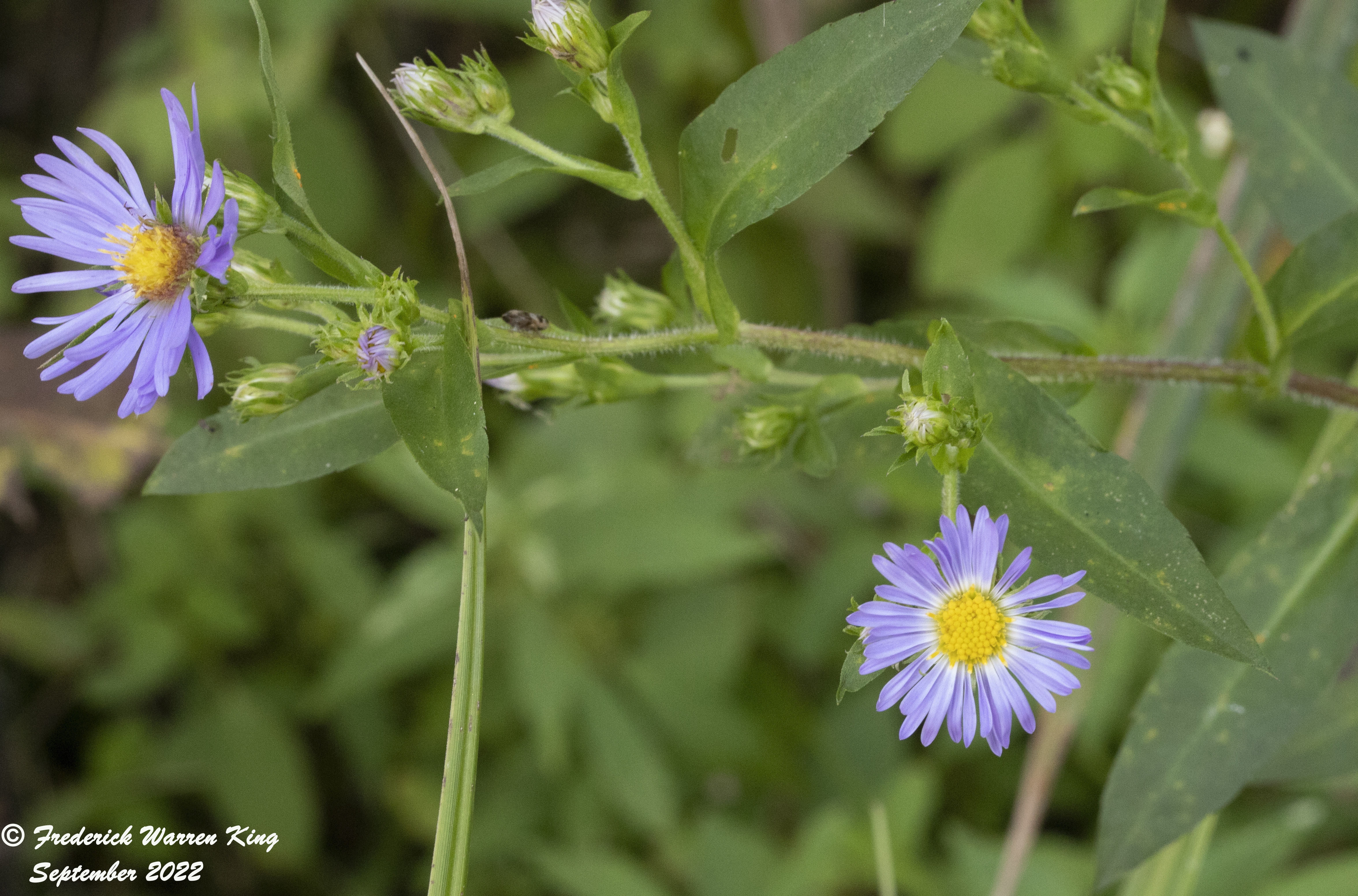 wild-flower-Symphyotrichum-puniceum-09-07-2022-IMG_4507.JPG