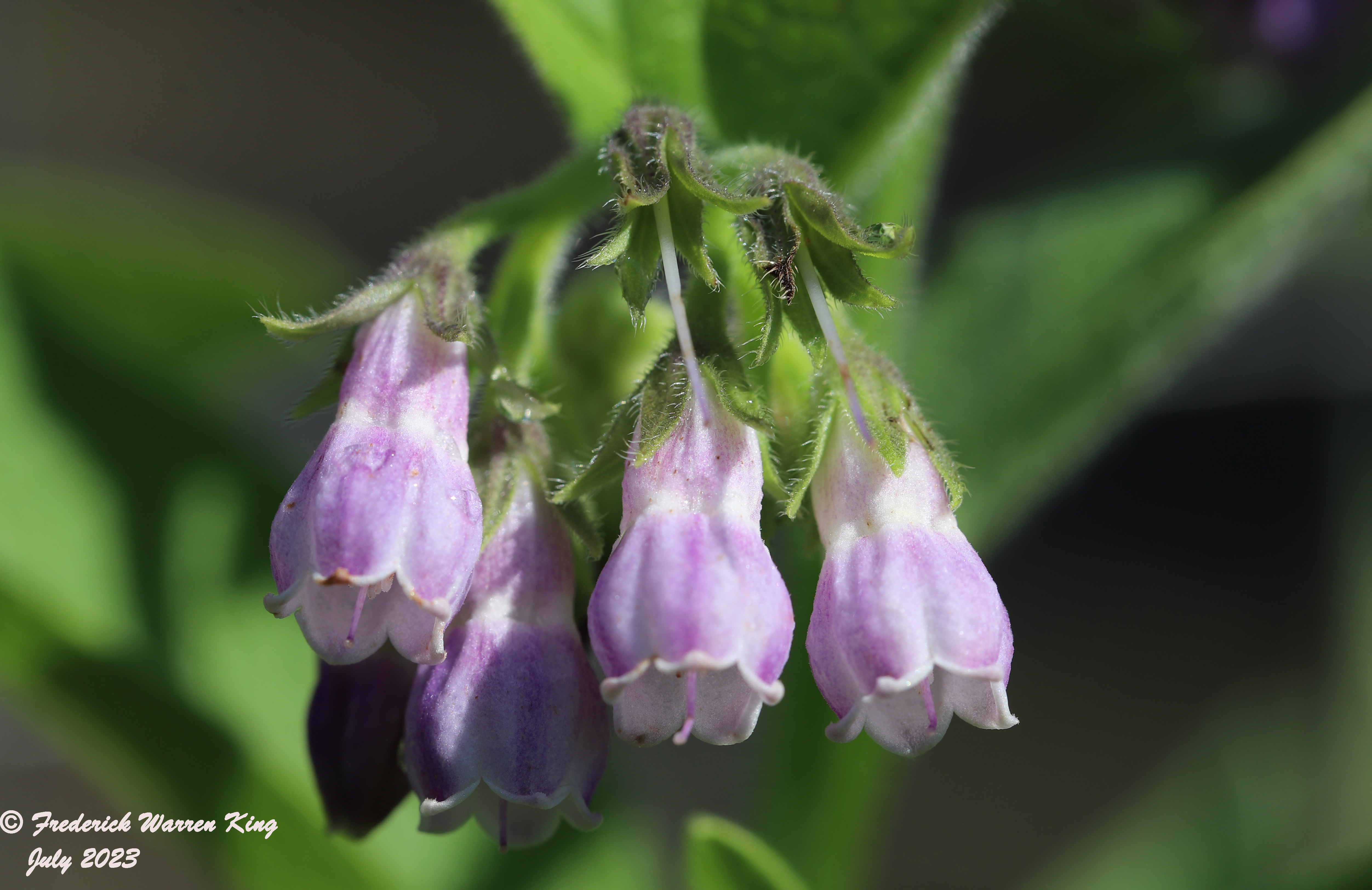 wild-flower-Symphytum-officinale-07-29-2023-IMG_7924.JPG