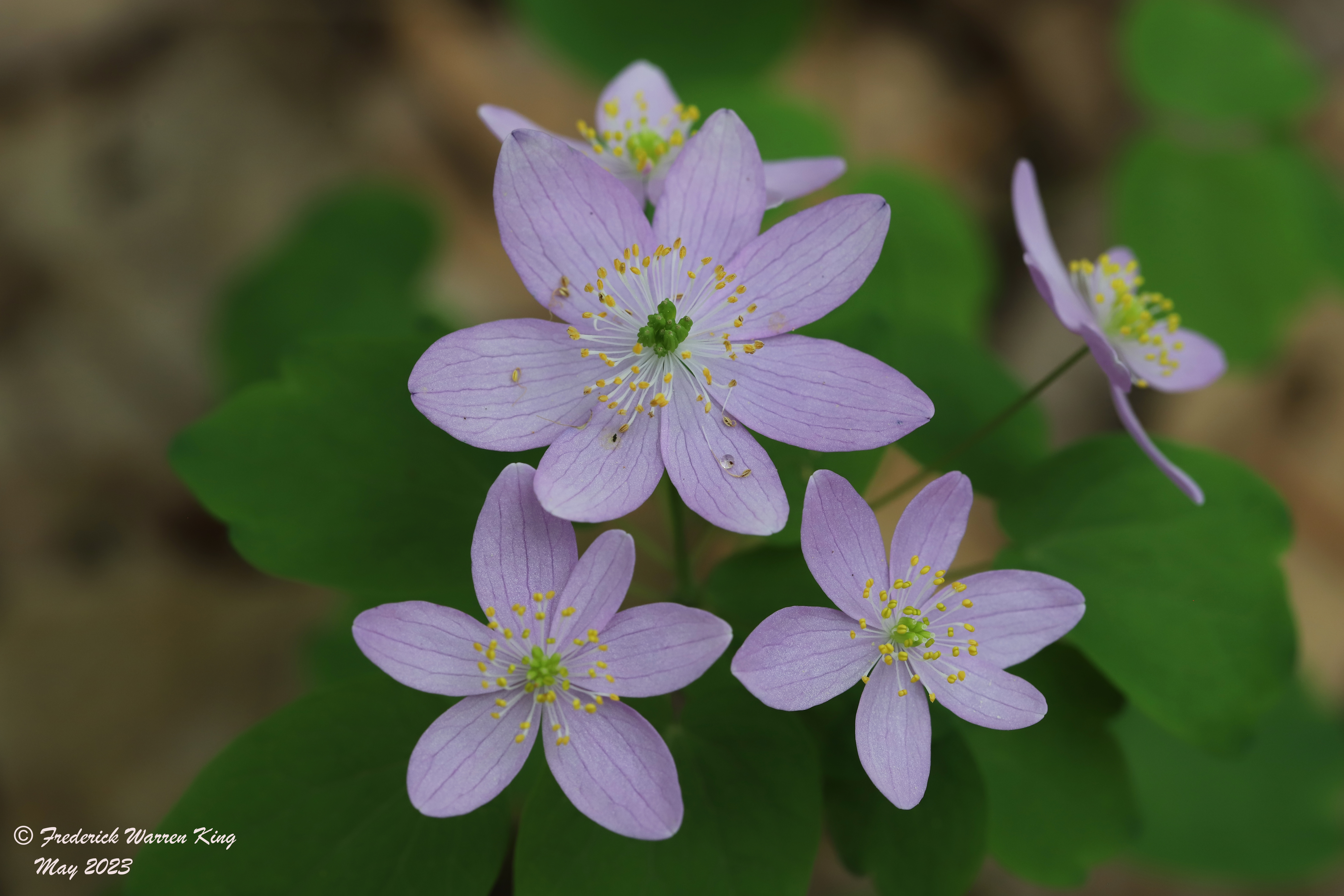 wild-flower-Thalictrum-thalictroides-05-12-2023-IMG_5364.JPG