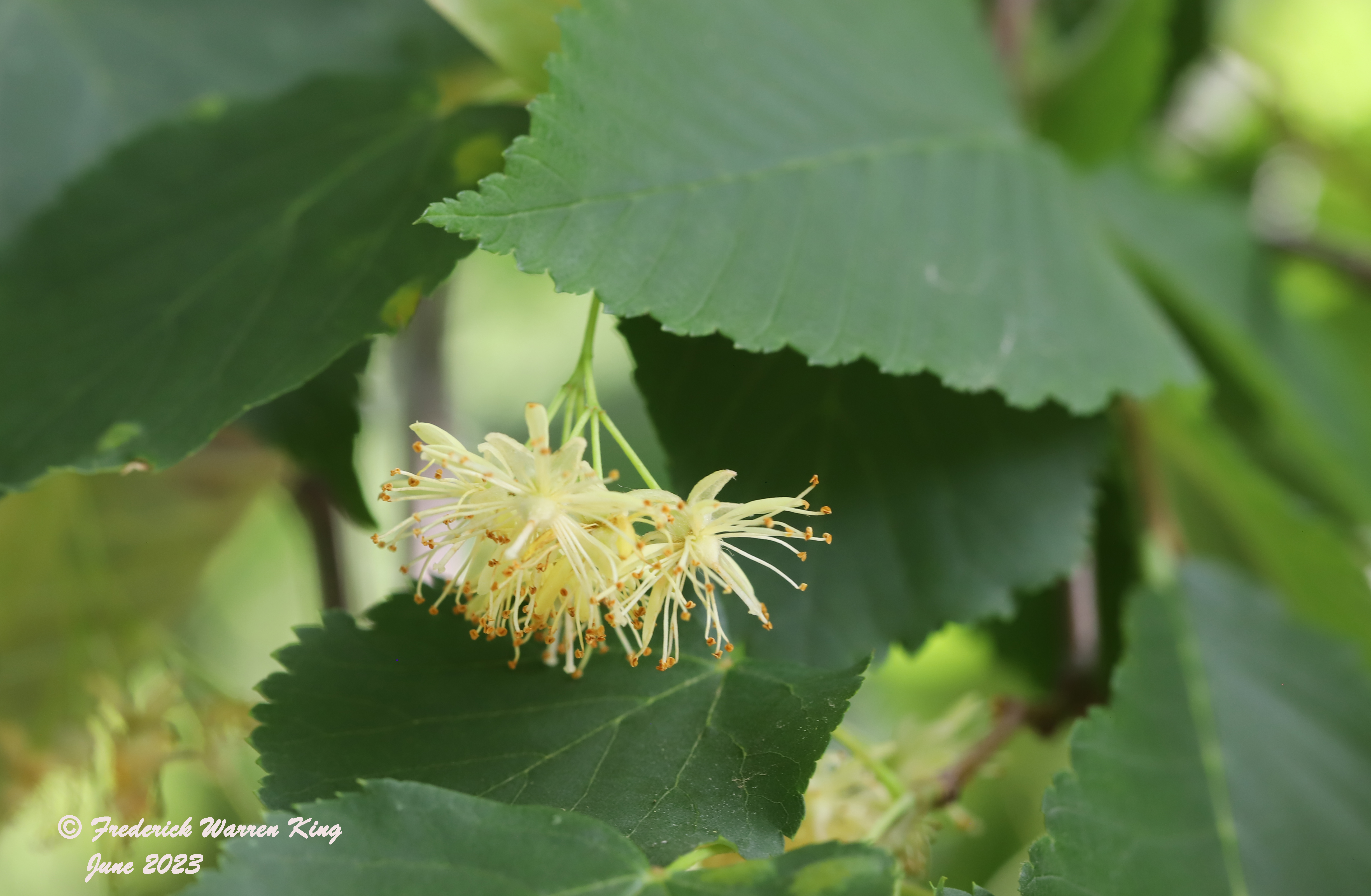 wild-flower-Tilia-americana-06-26-2023-IMG_7005.JPG