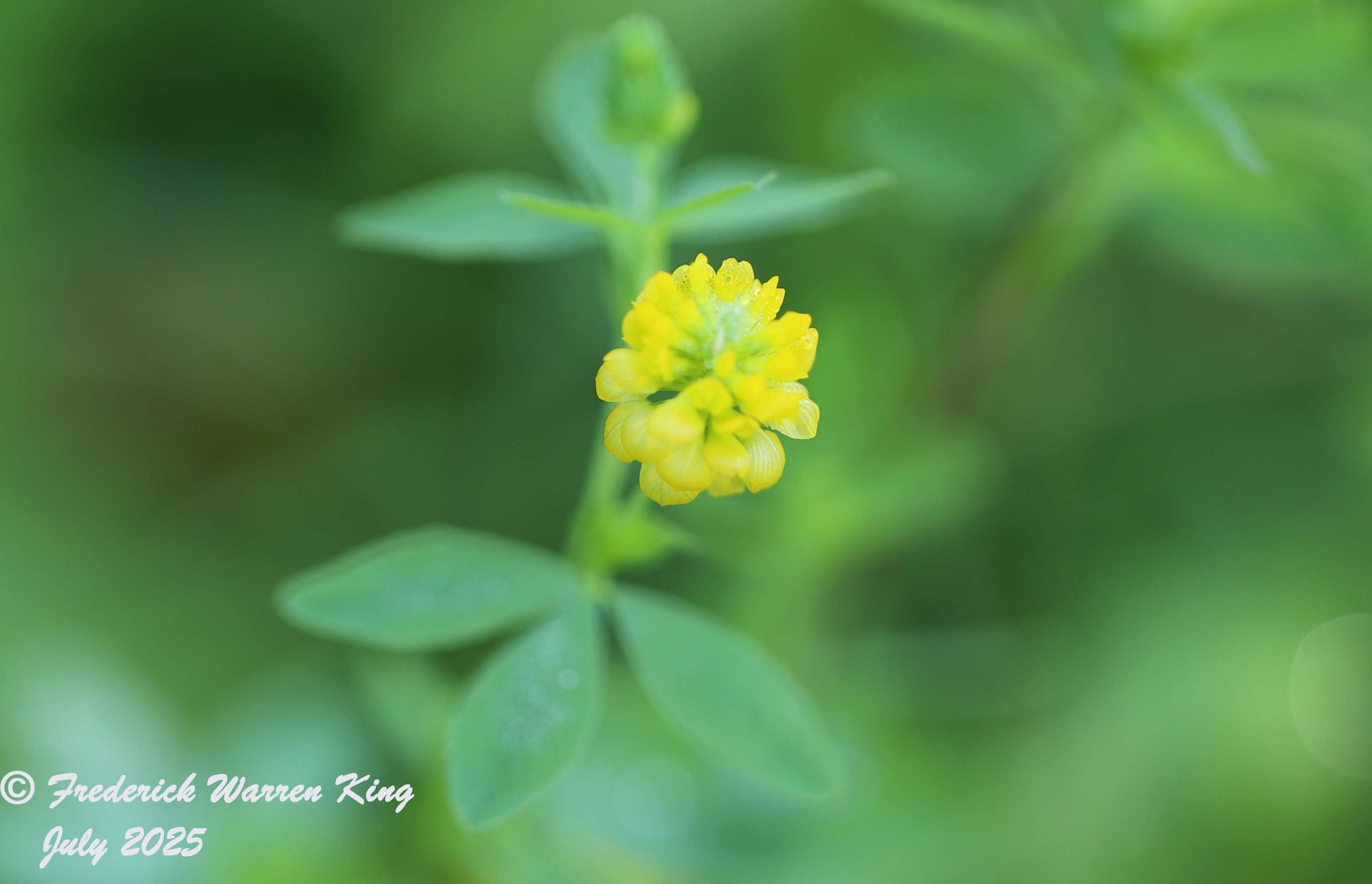 wild-flower-Trifolium-aureum-07-09-2025-IMG_5334.JPG