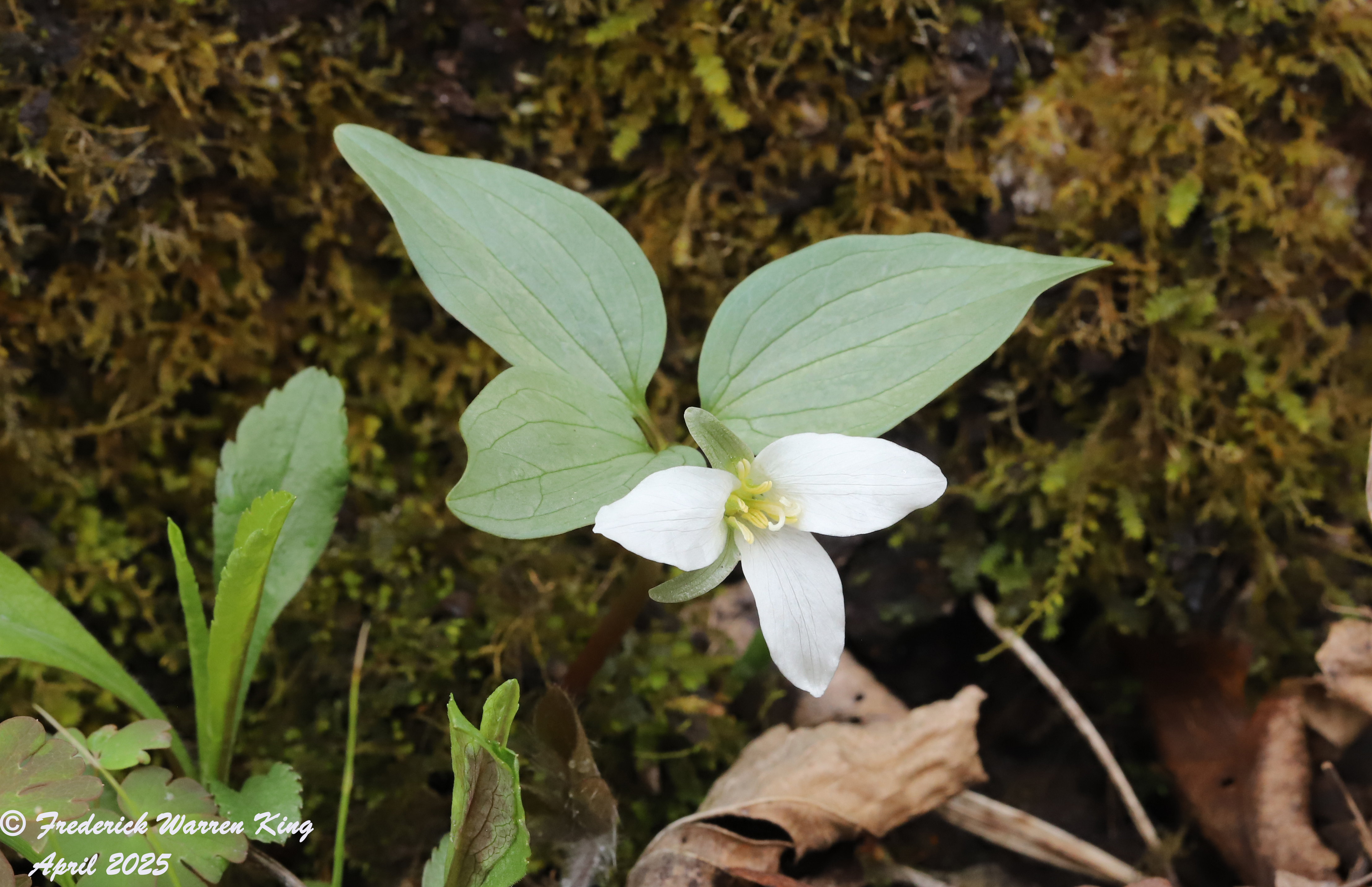 wild-flower-Trillium-nivale-04-25-2025-IMG_4830.JPG