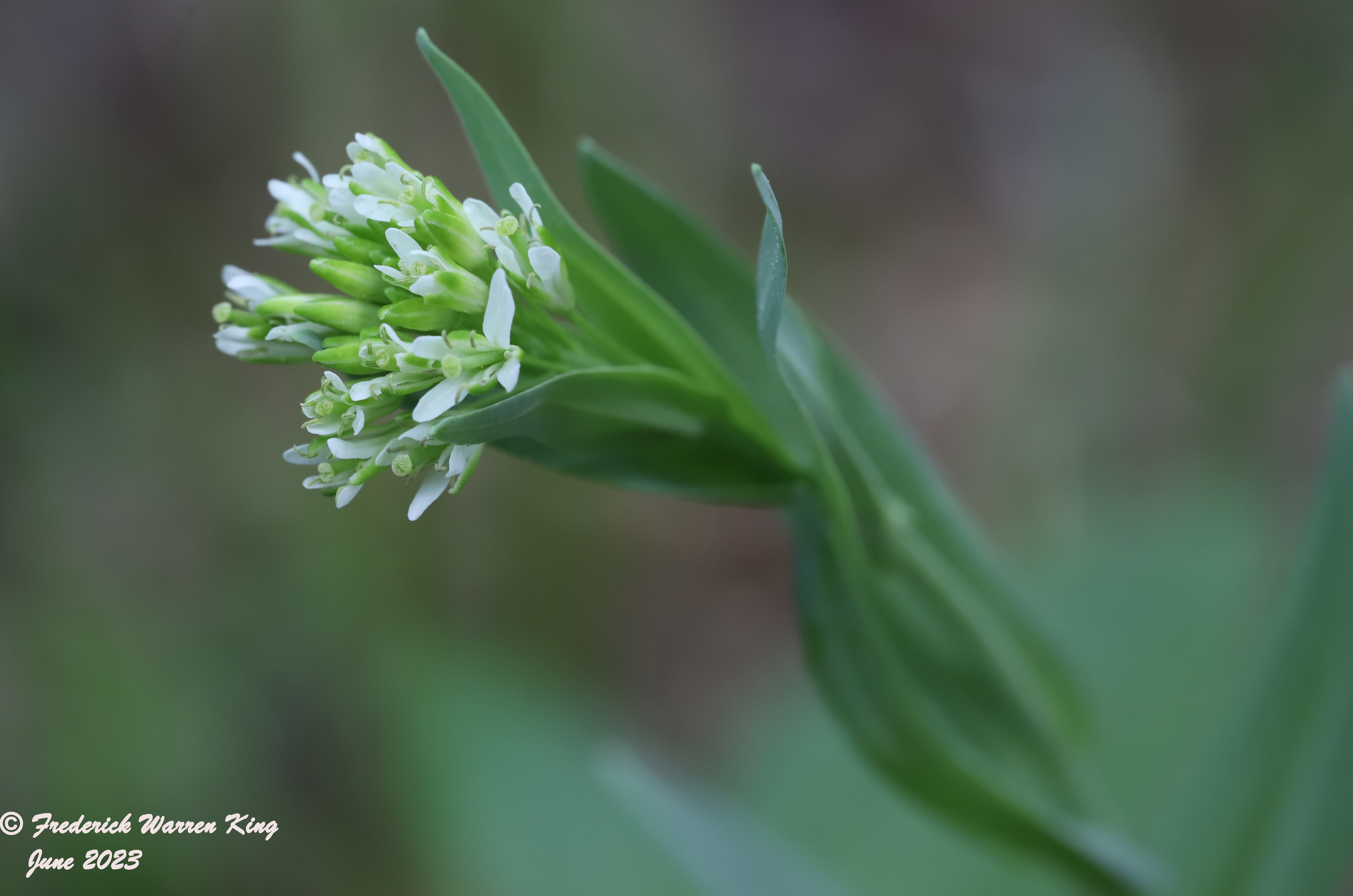 wild-flower-Turritis-glabra-06-06-2023-IMG_6177.JPG