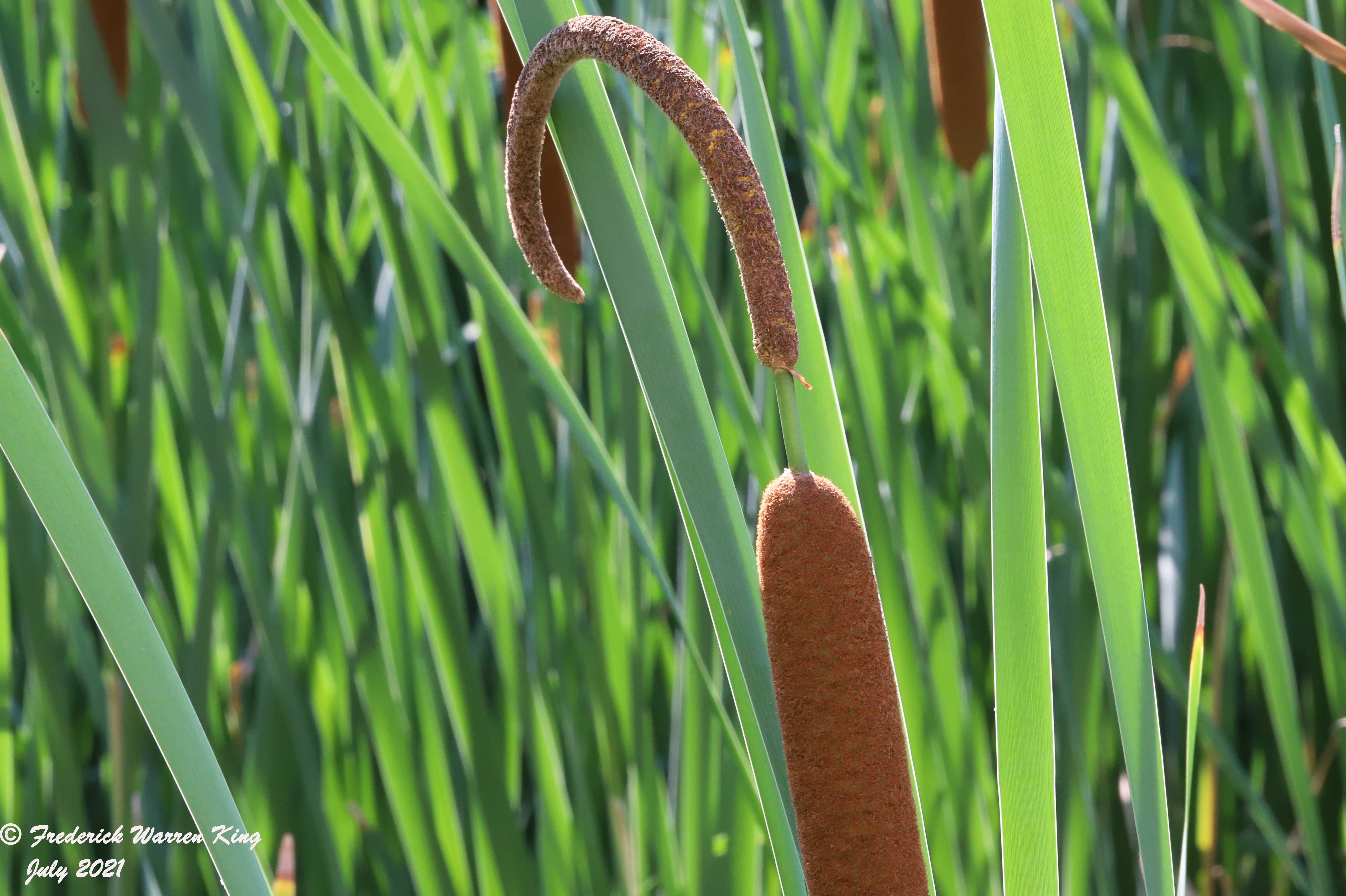 wild-flower-Typha-angustifolia-07-02-2021-IMG_7351.JPG