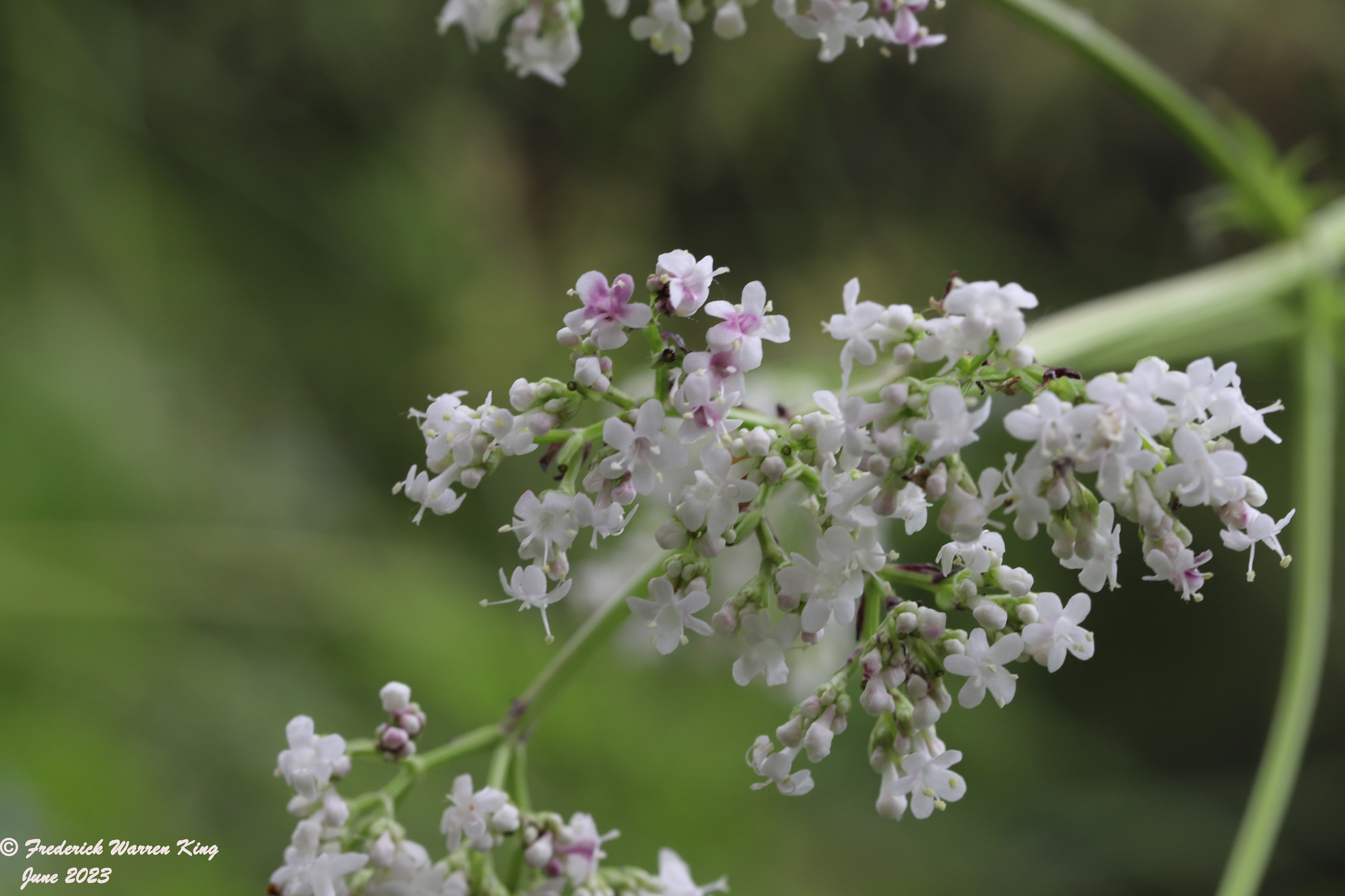 wild-flower-Valeriana-officinalis-06-13-2023-IMG_6403.JPG