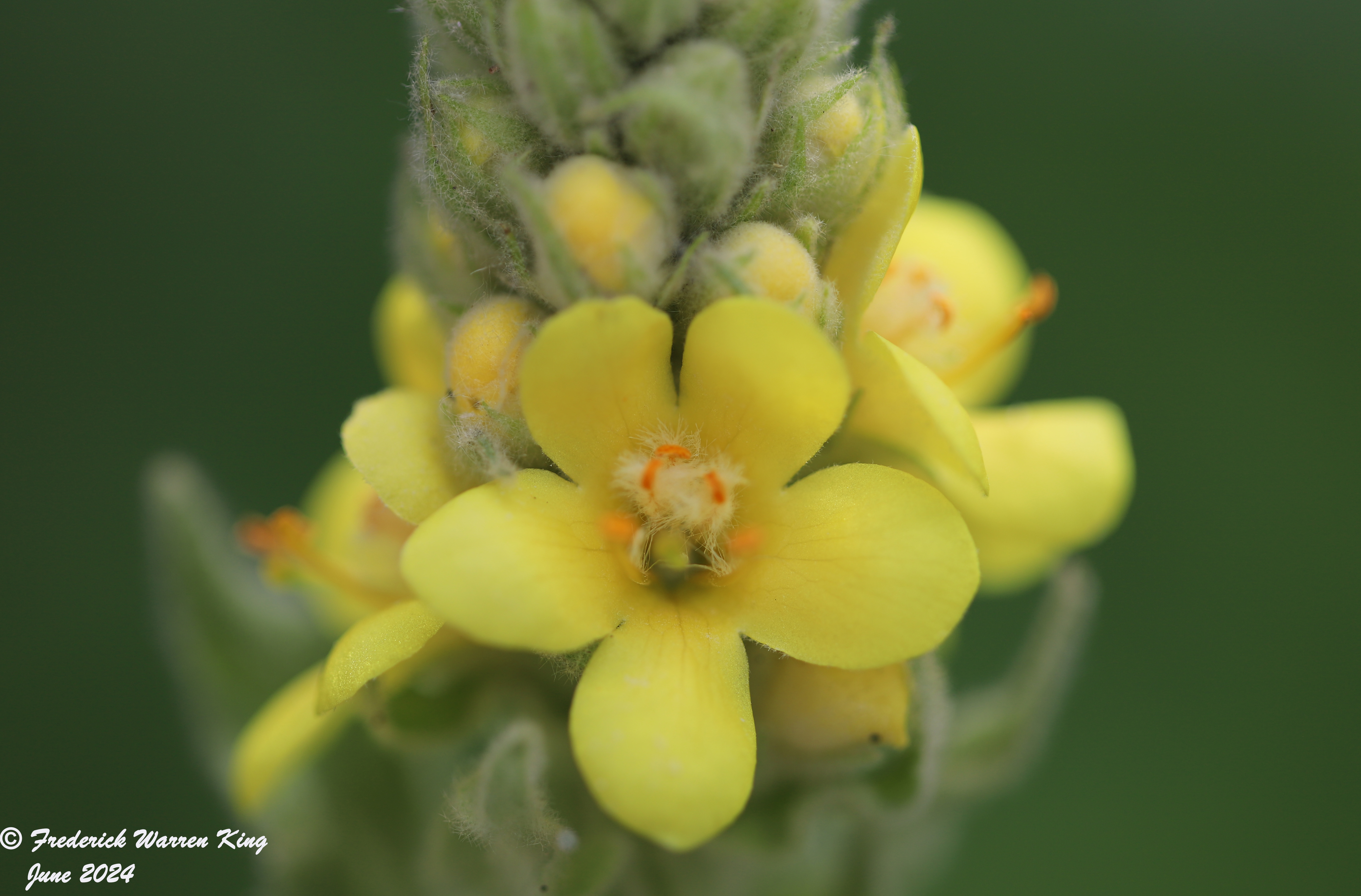 wild-flower-Verbascum-thapsus-06-27-2024-IMG_2322.JPG