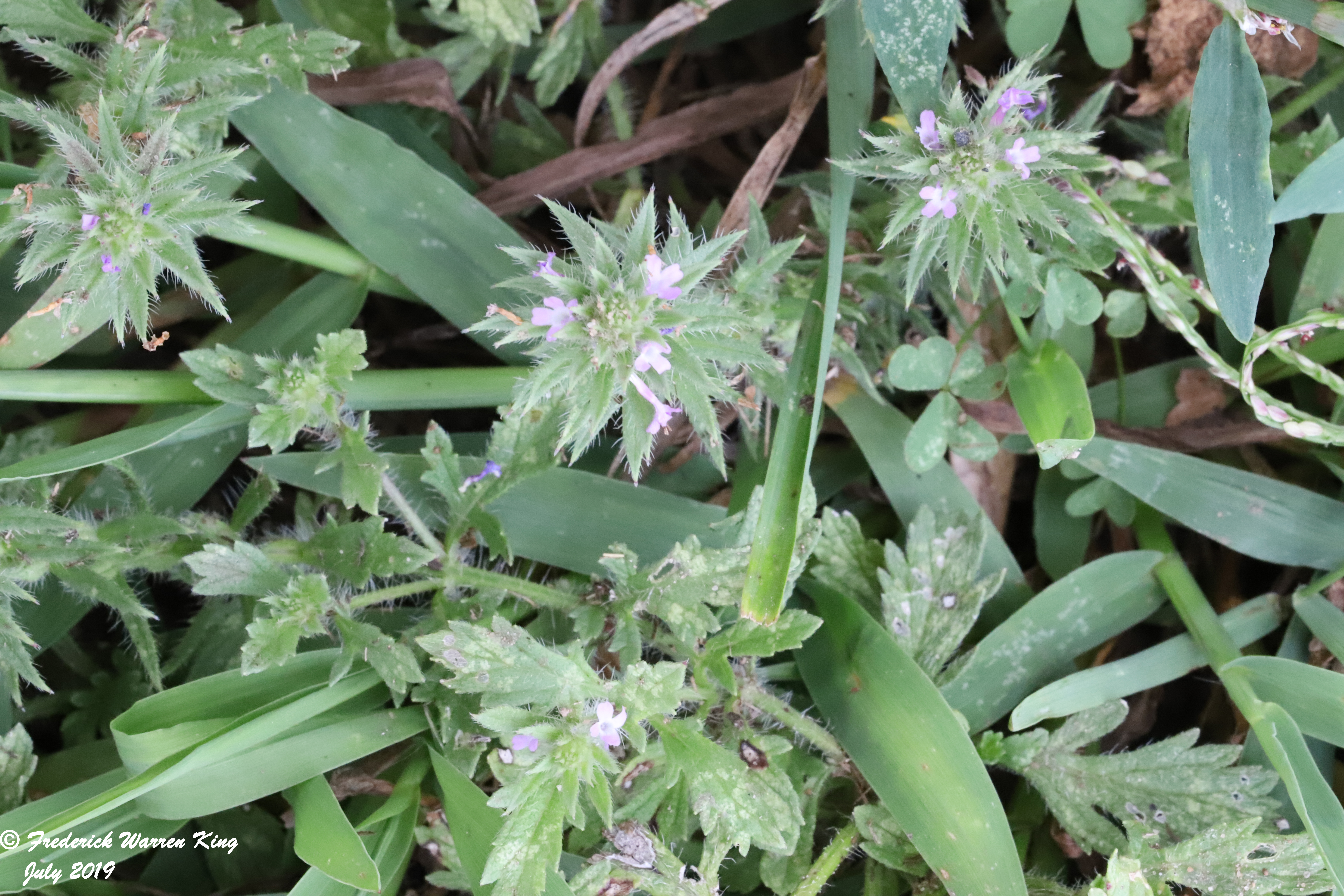 wild-flower-Verbena-bracteata-08-20-2018-IMG_0865.JPG