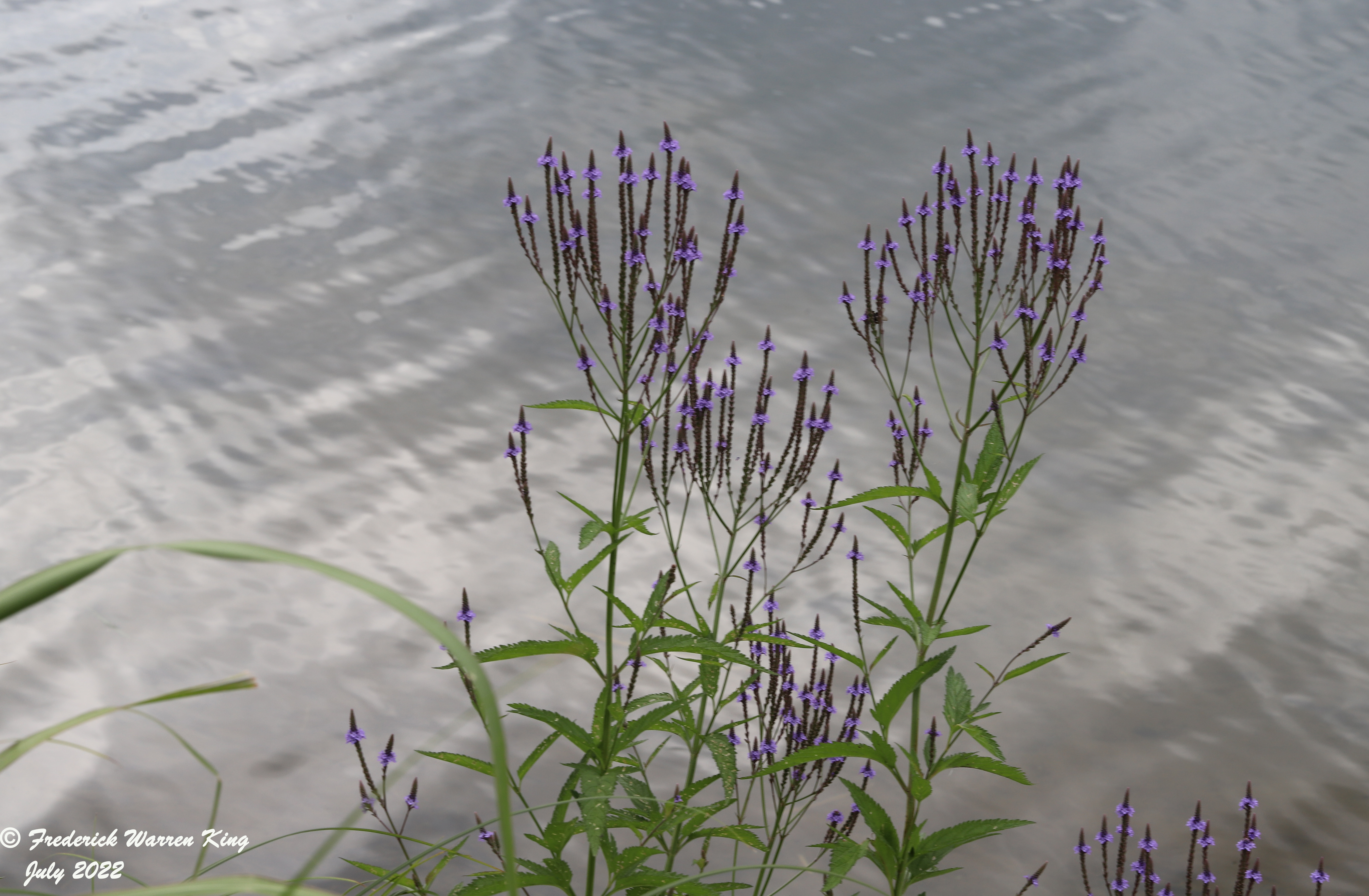 wild-flower-Verbena-hastata-07-15-2022-IMG_2813.JPG
