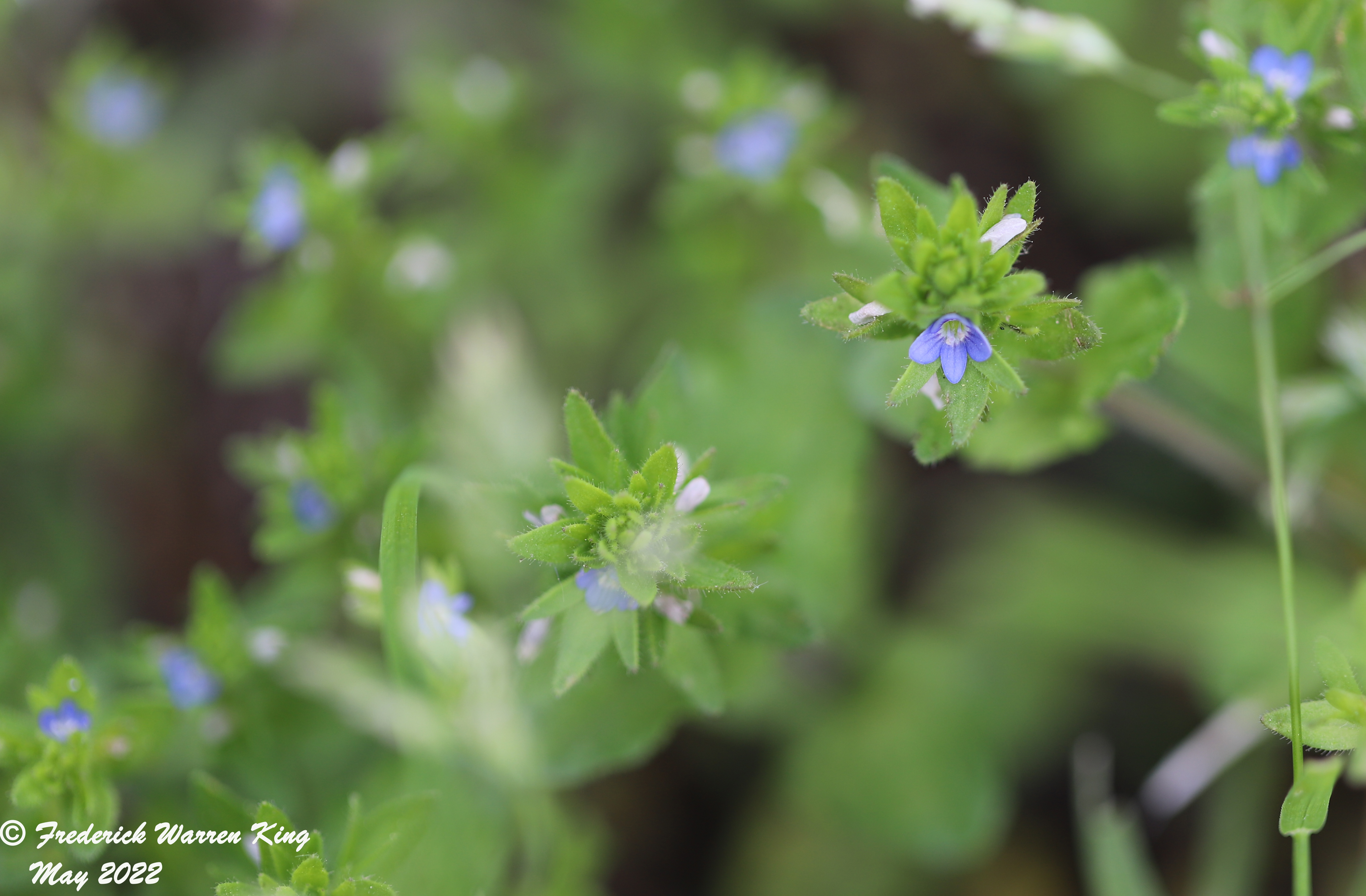 wild-flower-Veronica-arvensis-05-15-2022-IMG_0441.JPG