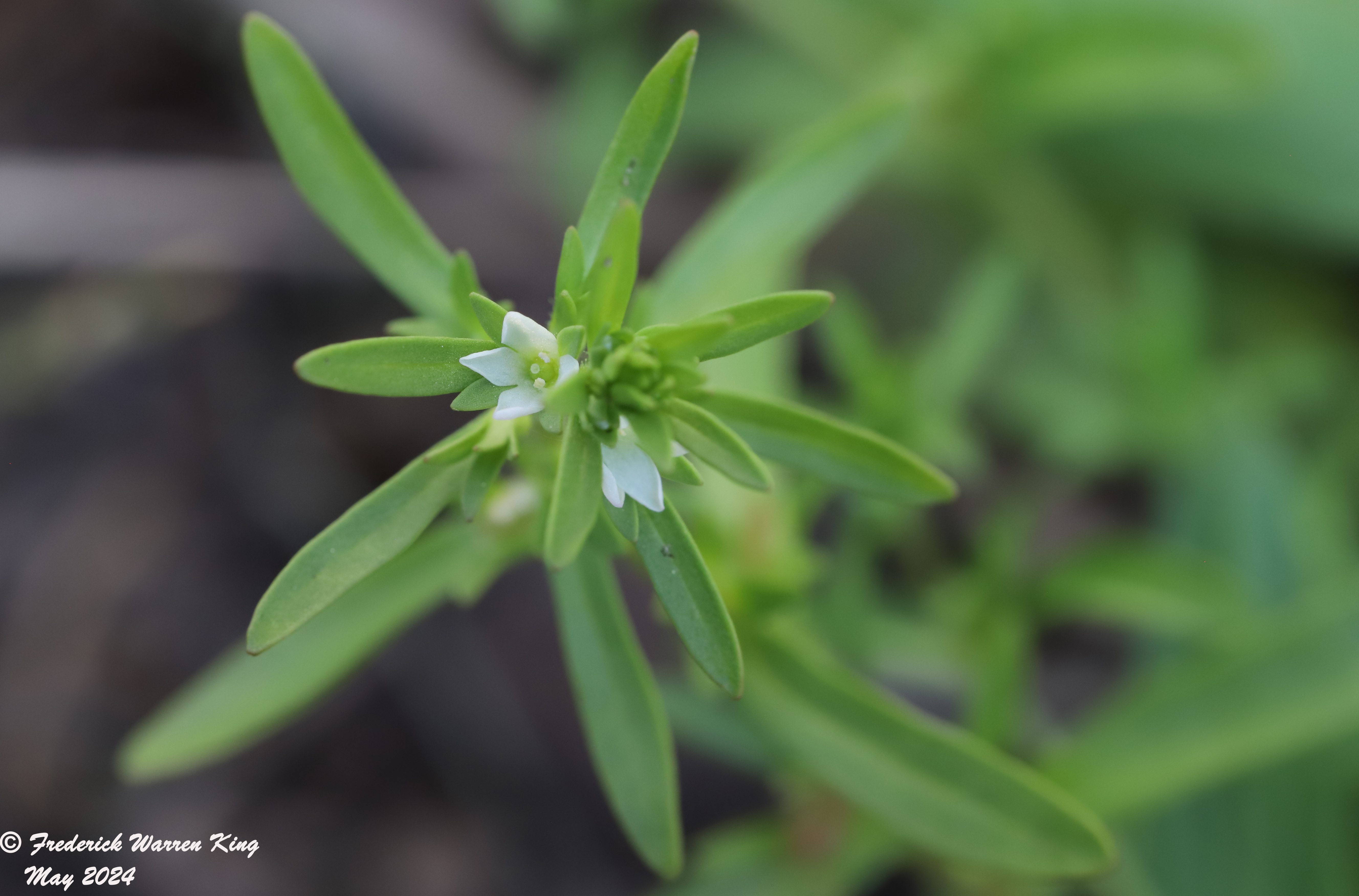 wild-flower-Veronica-peregrina-05-12-2024-IMG_0676.JPG