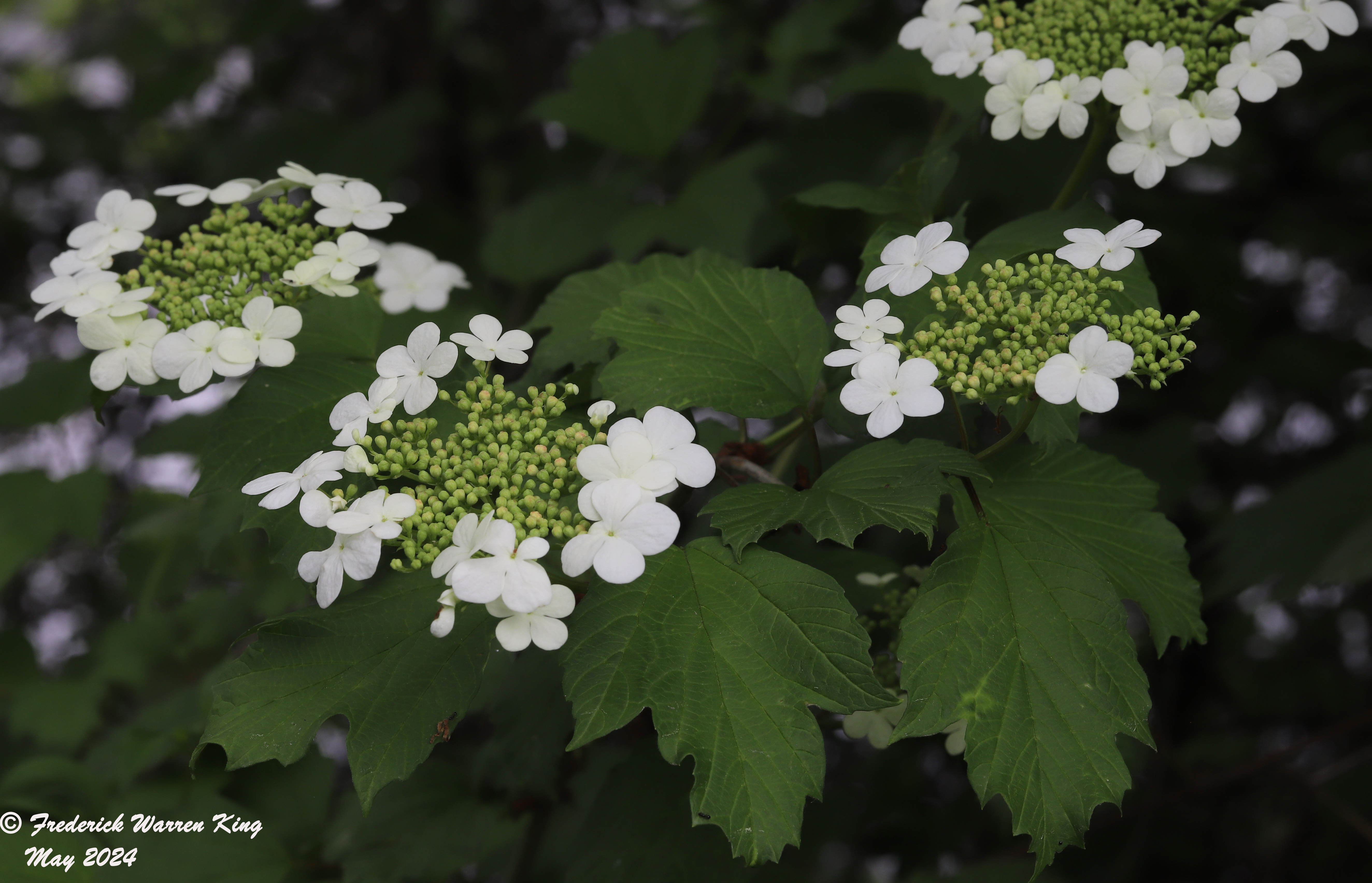 wild-flower-Viburnum-opulus-05-20-2024-IMG_1038.JPG