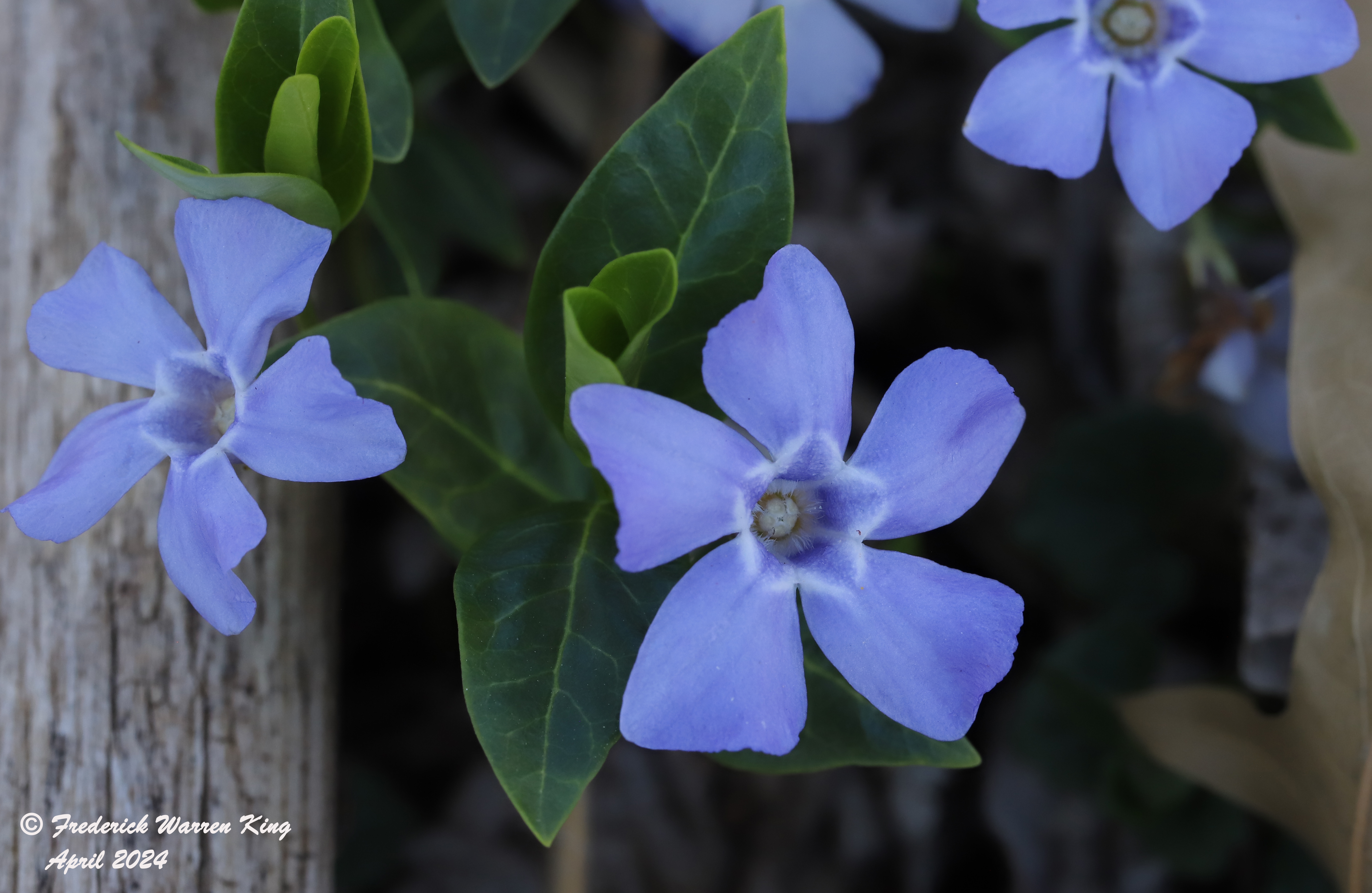 wild-flower-Vinca-minor-04-14-2024-IMG_0208.JPG