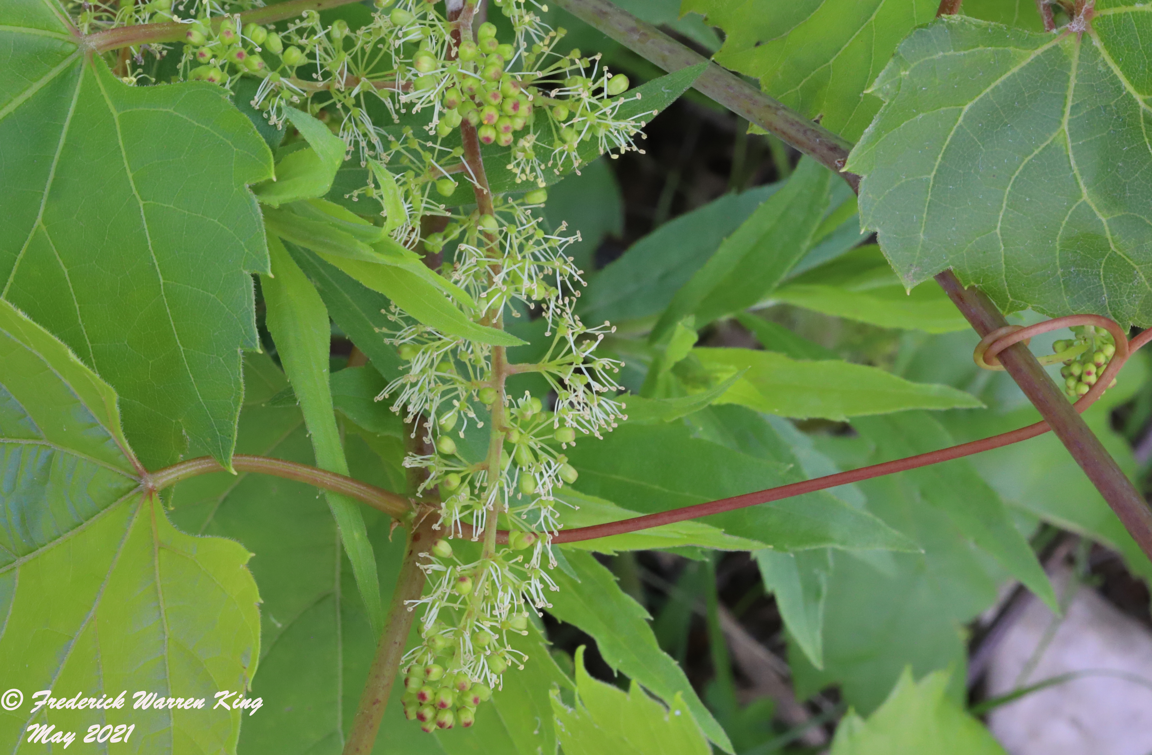 wild-flower-Vitis-riparia-05-28-2021-IMG_6490.JPG