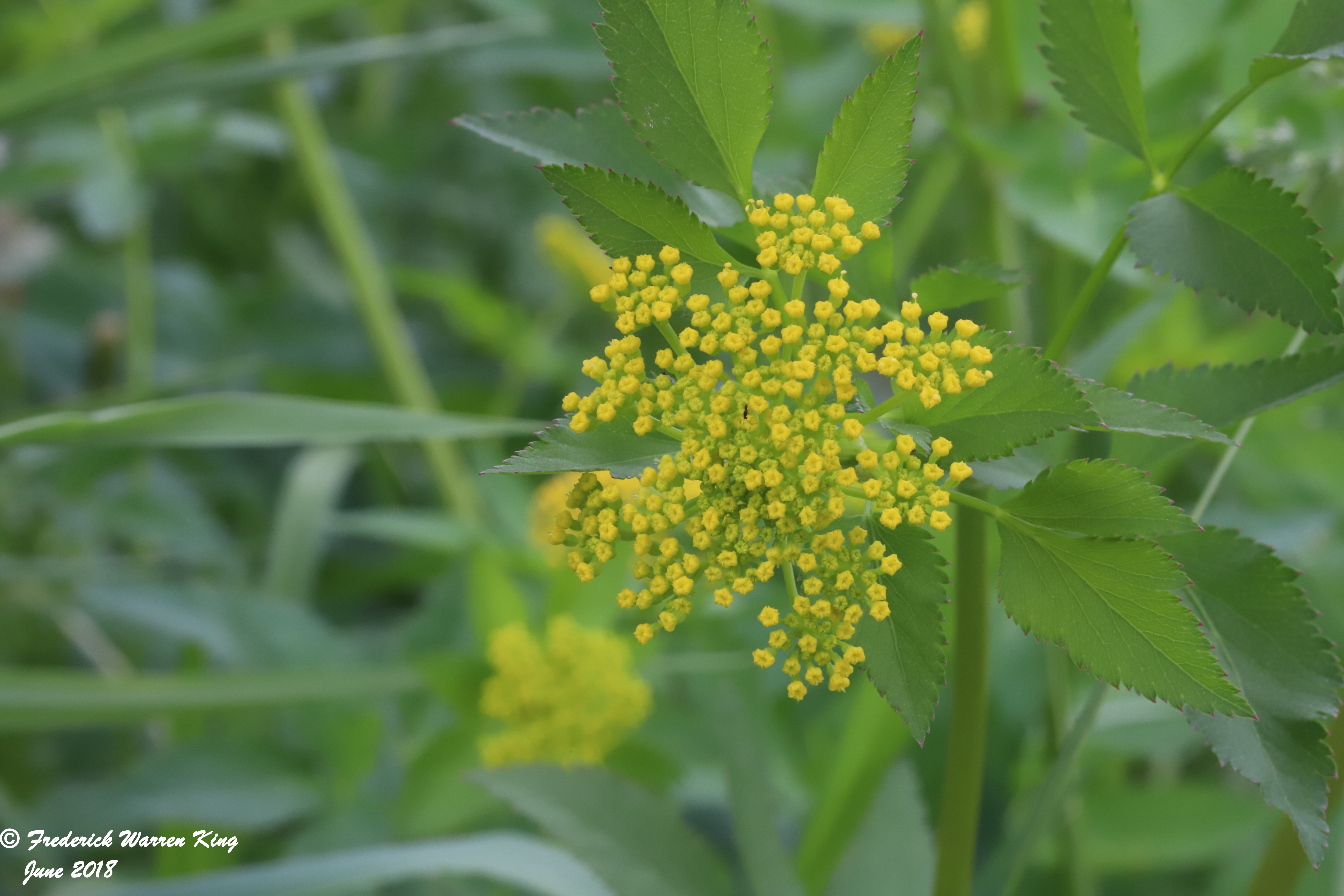 wild-flower-Zizia-aurea-06-03-2018-IMG_0326.JPG