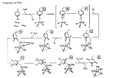 Tpqbio.jpg (70731 bytes)