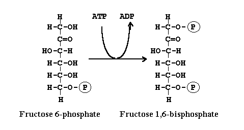 Фруктоза ферменты. Фруктозо6фосфат - манноза6фосфат. Д фруктоза 1,6 фосфат. Фруктозо 1 фосфат. Галактоза 6 фосфат.