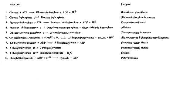 Hexokinase Reaction